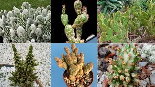 30 ESPÉCIES DE CACTOS OPUNTIA PARA IDENTIFICAÇÃO [upl. by Findley]