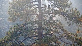 Smoke eagle twice in Roost tree FOBBV CAM Big Bear Bald Eagle Live Nest  Cam 1  Wide View  Cam 2 [upl. by Anthe866]