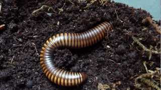 Pelmatoiulus sp Cameroon Gold Stripe Millipede Burrowing [upl. by Nichols407]