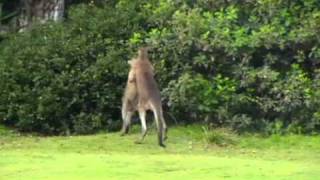 Kangaroo Chokes Kangaroo whilst going the distancewmv [upl. by Alimrahs]