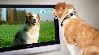 Dog TV na Animal Planet [upl. by Muriel]