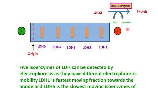 isoenzymes [upl. by Notlaw]