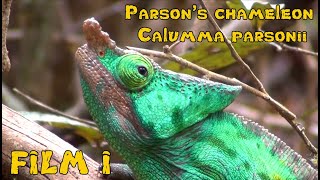 Responsible Herpetoculture with BION Terrarium Center Parsons chameleon Calumma parsonii Film I [upl. by Trebmer]