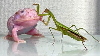 praying mantis trying to eat a frog Pacman frog  African bullfrog【LIVE FEEDING】 [upl. by Urbain]