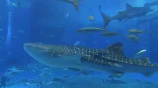 Churaumi Aquarium in Okinawa Largest Aquarium in Japan 🐋🐬🦈 okinawa japan [upl. by Orel]