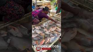 2KG Tilapia Fish Chembarambakkam fish market chennai fishing [upl. by Golter]