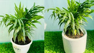 Palm plant care in fertilizerparlor palm care tipsAreca palm care [upl. by Rafi585]