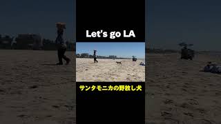 サンタモニカビーチで野放し犬！ ロサンゼルス旅行 LA旅行 losangeles 海外旅行 santamonica dog [upl. by Noivaz]