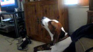 Treeing Walker Coonhound howling [upl. by Terrill]