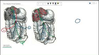 Hepatic Portal System [upl. by Spence]