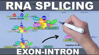 RNA Splicing Mechanism [upl. by Cusack889]