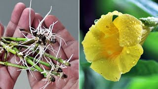 EASIEST Way to GROW Allamanda from Cuttings [upl. by Tnecnivleahcim191]