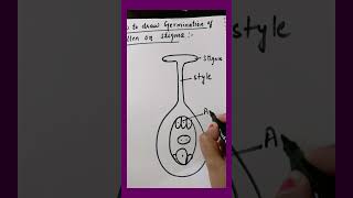 How to draw germination of pollen Biology diagram [upl. by Hamish]