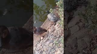 Common Pochard and North Carolina Tortoise [upl. by Tini320]