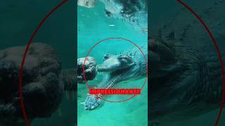 O crocodilo mais assustador 💀 Cred jonathanrios782 on TT crocodilo trending viralvideo [upl. by Banky]