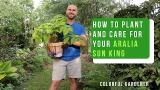 How To Plant And Care For Aralia Sun King  Colorful Gardener [upl. by Josler]