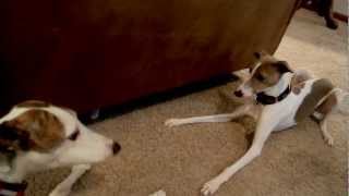 Greyhound Whippet Italian Greyhounds [upl. by Gerrald592]