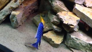 Malawi Cichlid Fight Sciaenochromis fryeri vs Yellow Albino [upl. by Ettelorahc889]