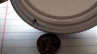 Look what I found in the houseA Pseudoscorpion [upl. by Aili]