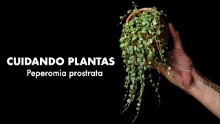 🌱 Cuidando Plantas Peperomia prostrata 🪴 TIPS para tener una Cadena de Tortugas INCREÍBLE 🐢 [upl. by Aurea]