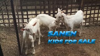 BOER AND SANEN GOAT KIDS FOR SALE [upl. by Haimirej748]