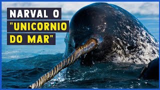 UNICÓRNIO MARINHO  Monodon monoceros saiba tudo sobre o NARVAL [upl. by Lierbag]