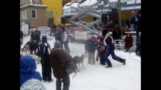 Alaska  Watching Sled Dog Racing in AK  Corrida de trenos de cachorros [upl. by Aehcsrop228]