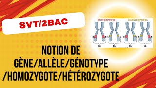 SVT2BACPC  Notion de gèneallèlegénotypehomozygotehétérozygote [upl. by Filide387]