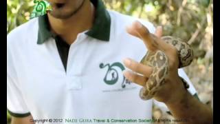 Indian Rock Python  පිඹුරා Python molurus Documentry [upl. by Pandolfi774]