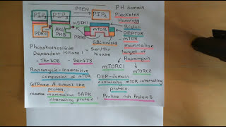 The PI3K  AKT  mTOR Pathway and Cancer Part 5 [upl. by Tristam738]