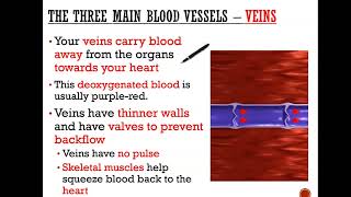 The three blood vessels  Arteries Capillaries and veins GCSE Science [upl. by Kosaka]