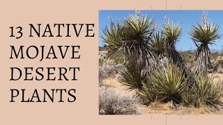 13 Native Mojave Desert Plants  Catclaw Acacia Creosote Jojoba Cholla Opuntia Ephedra [upl. by Reiko456]