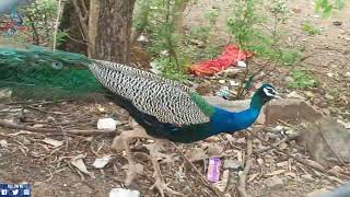 Beautiful peacockAmazing BirdBeautiful music peacock peacocklove peacockdance nature forest [upl. by Feodore]