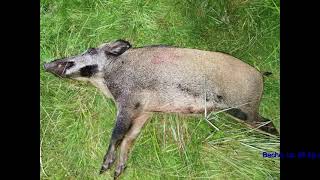 Wildschweinjagd in der Schorfheide Achtung Wild wird erlegt Rohrweihe Kraniche Rehbock [upl. by Ahen]