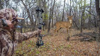 Backyard Deer Bow Hunting CATCH CLEAN COOK [upl. by Ednalrym]