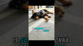 😴Is somebody gonna match my sleep🥱🐾shorts funnydog relatable cute puppy dog pets ytshort [upl. by Zolly]