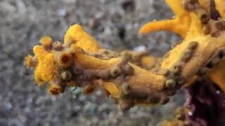 Axinella verrucosa  Parazoanthus axinellae  Mediterranean Mermaids Glove  Yellow Cluster Anemone [upl. by Amihc952]