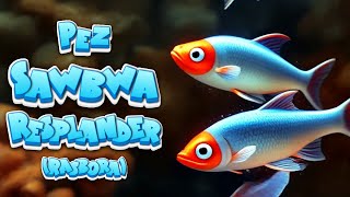 🐟COMO CUIDAR al Pez RASBORA SAWBWA RESPLENDENS 🐠🌿 peces rasboras aquariumfish [upl. by Namyaw]