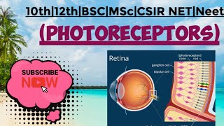 Photoreceptors  MSc zoology 4 th sem Hindi notes [upl. by Stormie359]