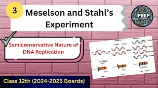 Meselson And Stahl Experiment  Semiconservative DNA Replication  12th Biology  20242025 Boards [upl. by Jerrilyn]