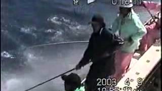 HOPEC Hamaguchi Tuna Pole Fishing Greenstick Japan [upl. by Alokin182]