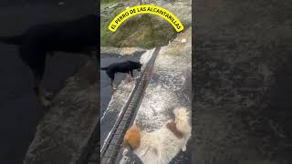 EL PERRO DE LAS ALCANTARILLAS perrosgraciosos perrosdivertidos adoptaunperro adoptaunrescatado [upl. by Afton]