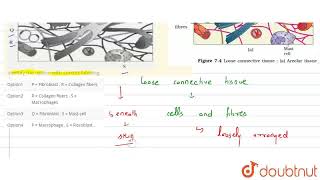 A diagram of areolar connective tissue is given below Identify the option with correct labeling [upl. by Eniluqaj]