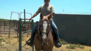 How to Open a Gate on a Horse [upl. by Rosabella]