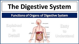 Digestive System  Organs of Digestive System amp their Functions  Explained in Detail and Simple way [upl. by Welsh971]