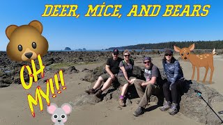 Backpacking the Ozette Triangle Olympic National Park [upl. by Eelaroc]