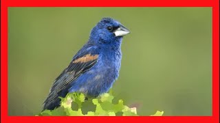 Blue Grosbeak Song Blue Grosbeak Call Grosbeak Song  Picogrueso Azul Canto  Passerina Caerulea [upl. by Verine]