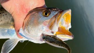 Great Trout Fishing Day in Steinhatchee Florida [upl. by Hitoshi]