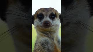 Meerkat pups on the green Tswalu private reserve [upl. by Ecirrehs]