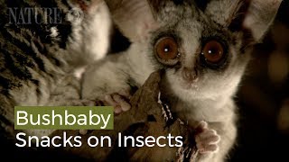 Bushbaby Snacks on Insects [upl. by Montford]